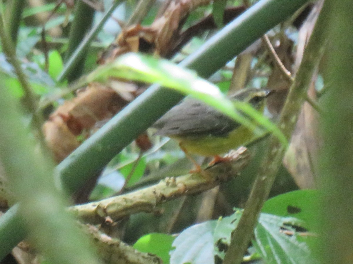 Golden-crowned Warbler - ML622072661