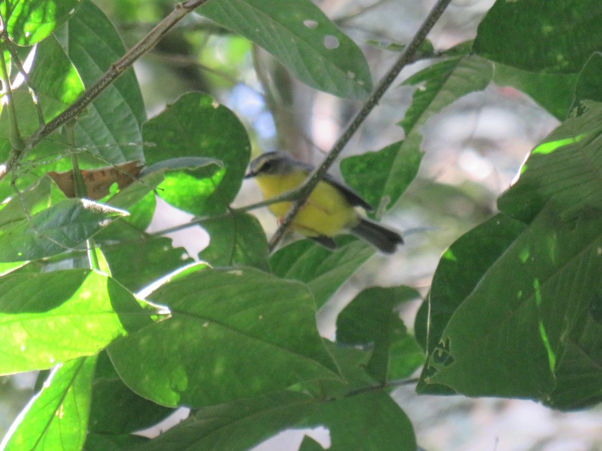 Golden-crowned Warbler - ML622072662