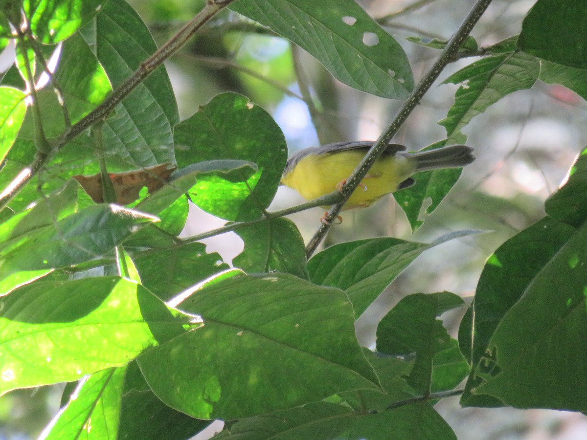 Golden-crowned Warbler - ML622072663