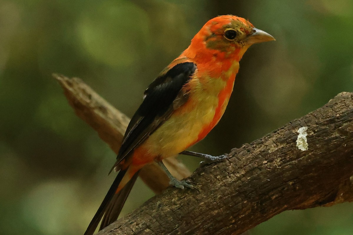 Scarlet Tanager - Duane Yarbrough