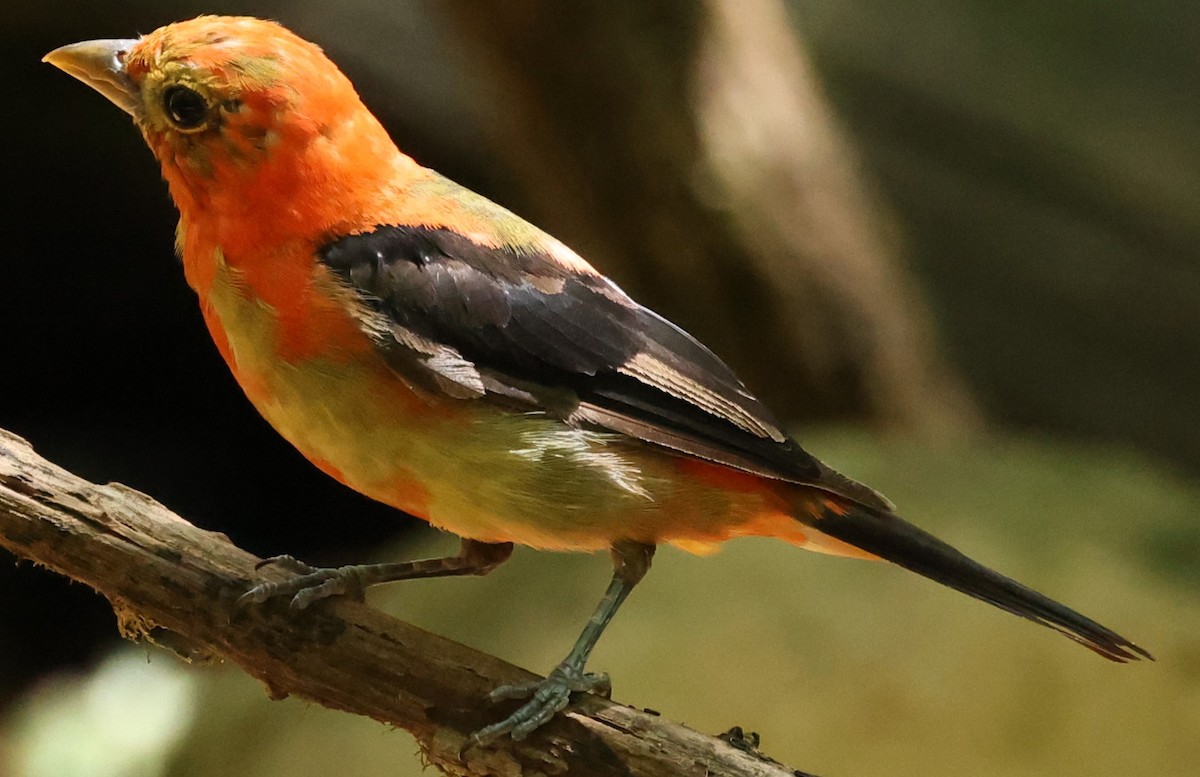 Scarlet Tanager - Duane Yarbrough