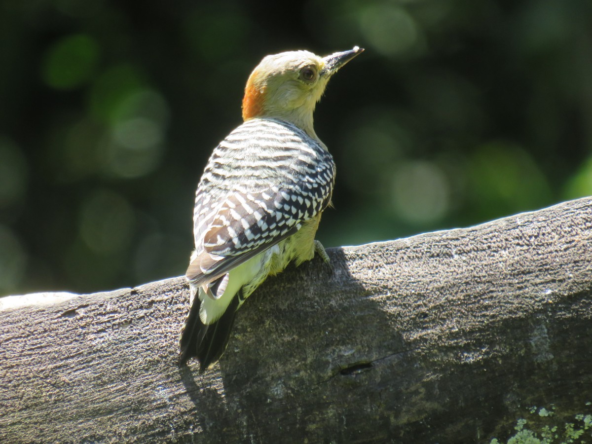 Red-crowned Woodpecker - ML622072780