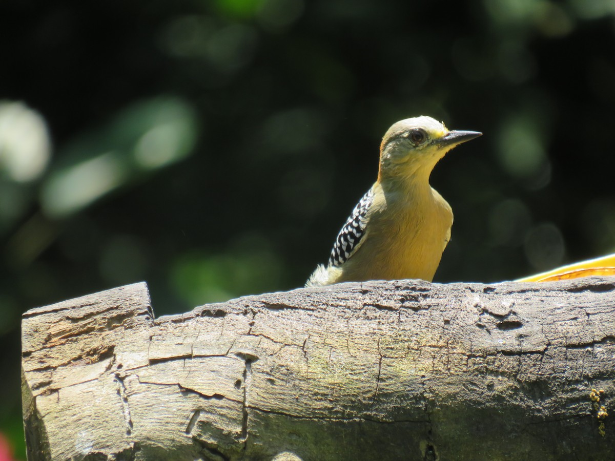 Red-crowned Woodpecker - ML622072781