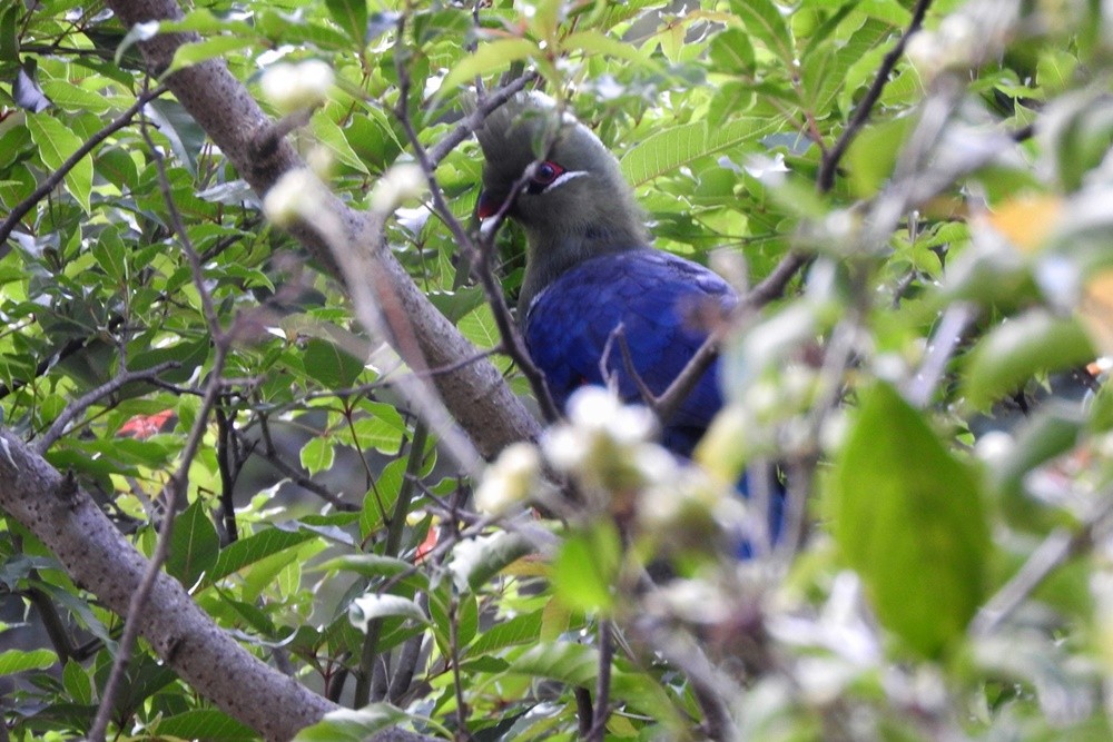 Knysna Turaco (Northern) - Matt Slaymaker