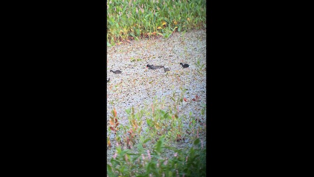 Gallinule d'Amérique - ML622072808