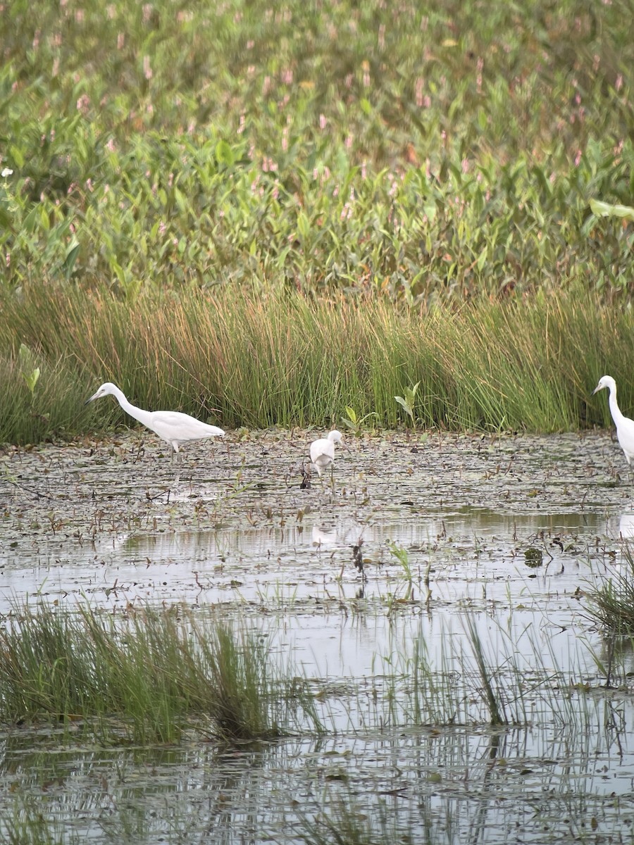 Little Blue Heron - ML622072821