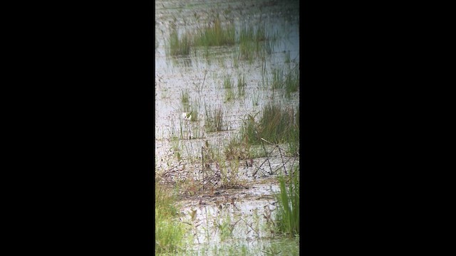 Snowy Egret - ML622072823