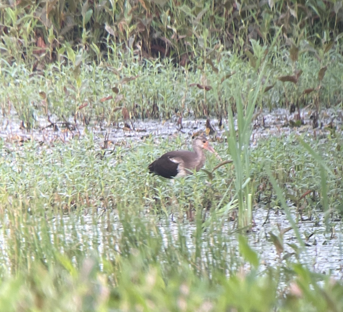 White Ibis - ML622072826