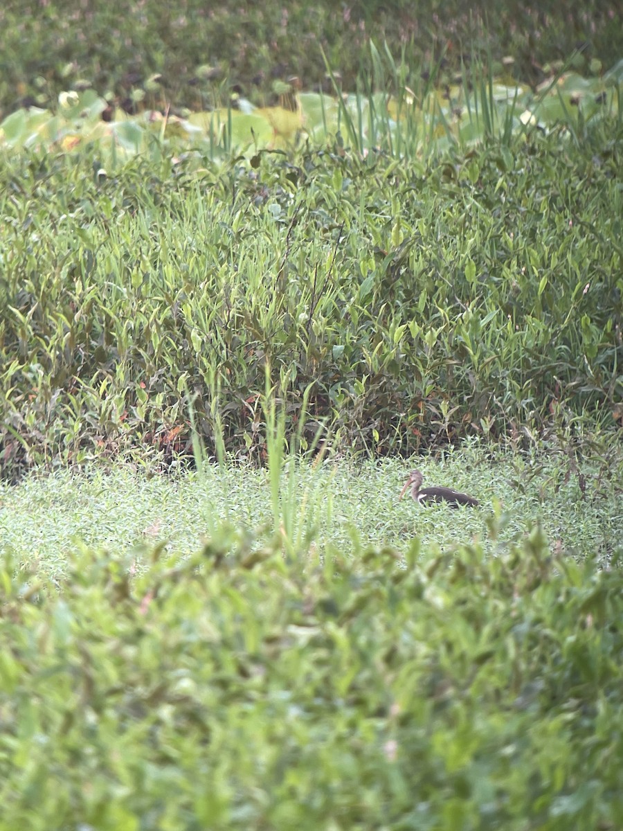 White Ibis - ML622072827