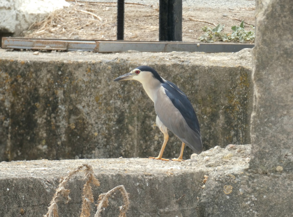 Black-crowned Night Heron - ML622072831