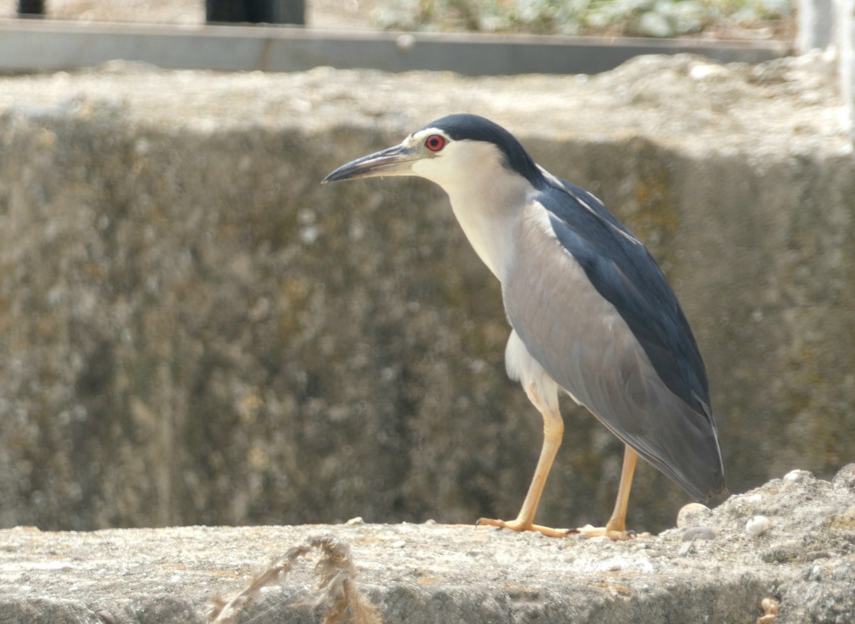 Black-crowned Night Heron - ML622072832