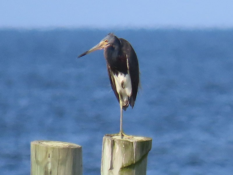 Tricolored Heron - ML622072850