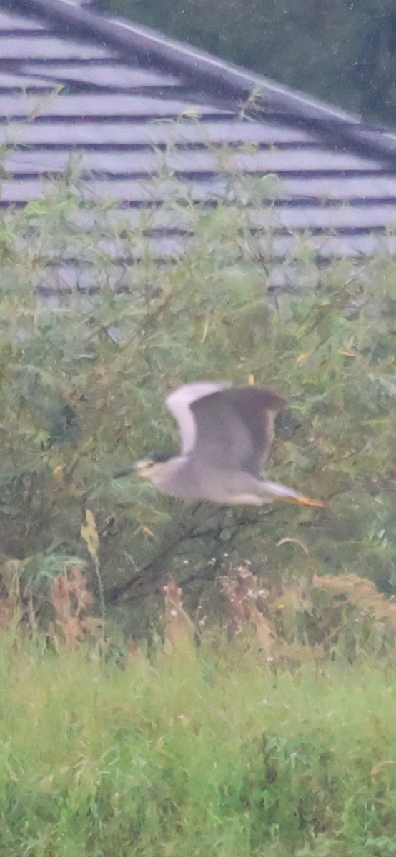 Black-crowned Night Heron - ML622072856