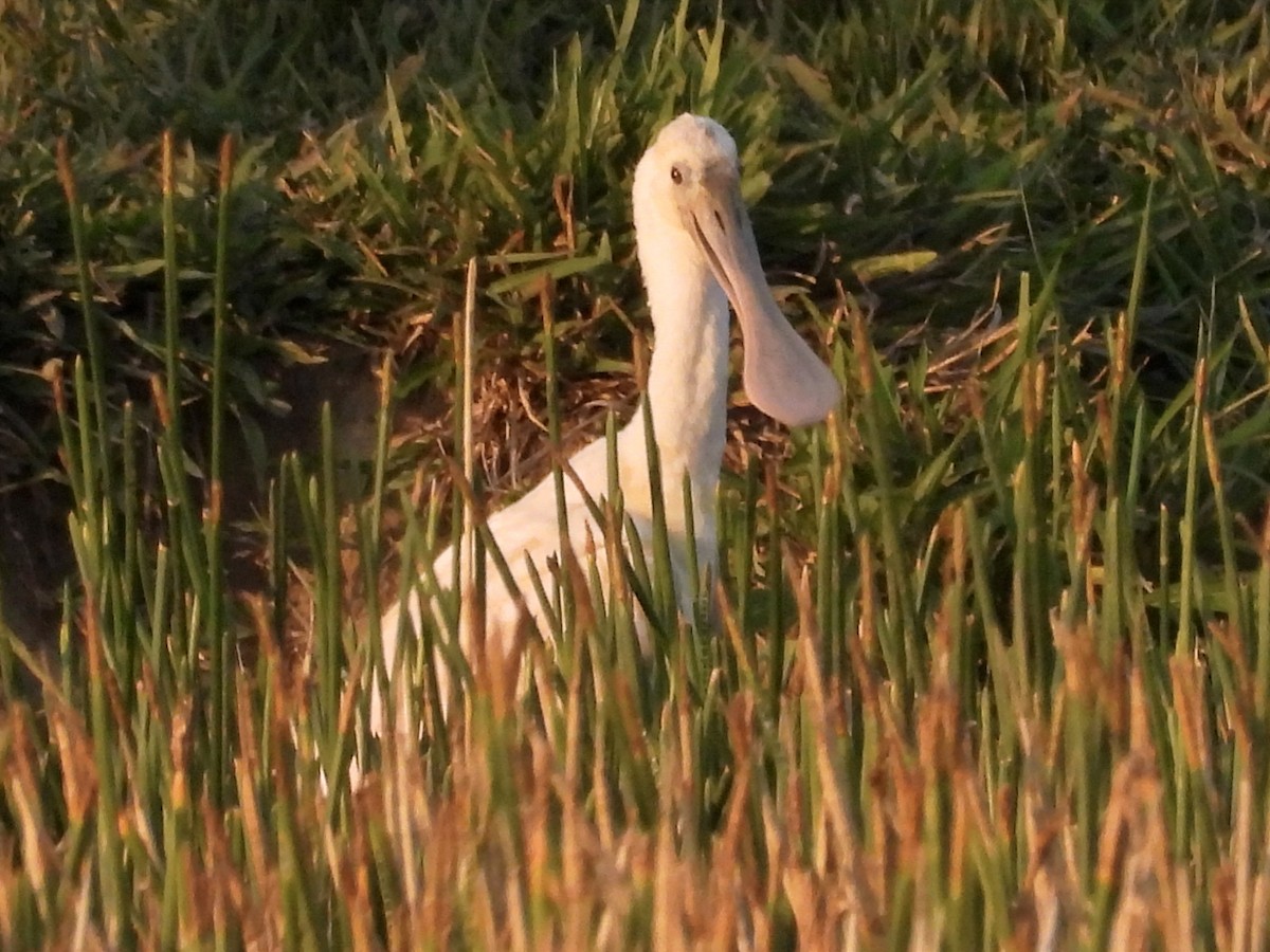 Roseate Spoonbill - ML622072862