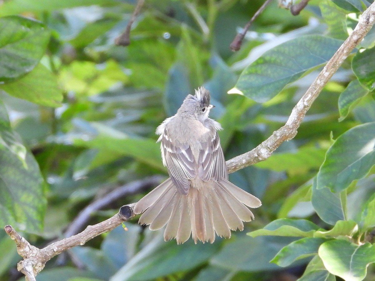 Yellow-bellied Elaenia - Manuel Pérez R.