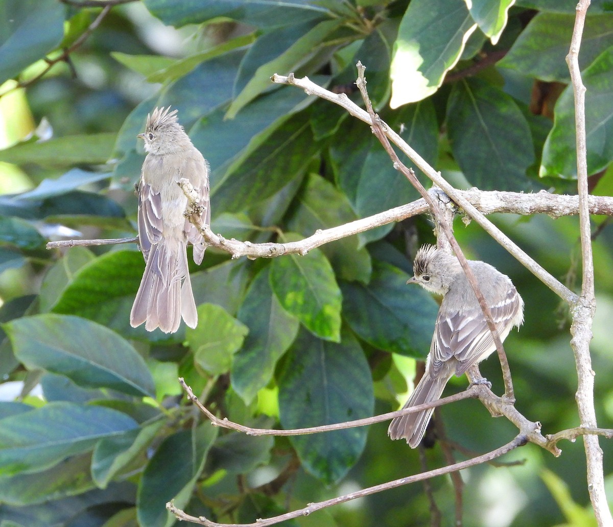 Yellow-bellied Elaenia - ML622072868