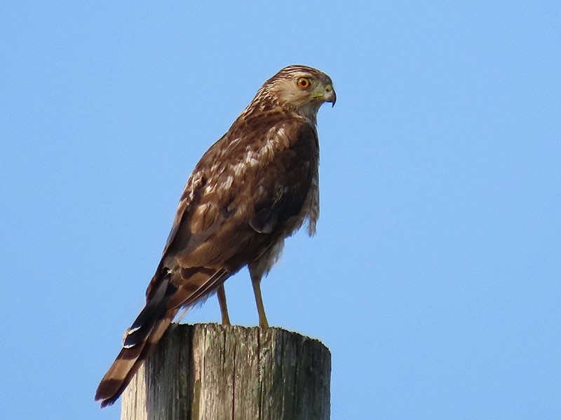 Cooper's Hawk - ML622072869