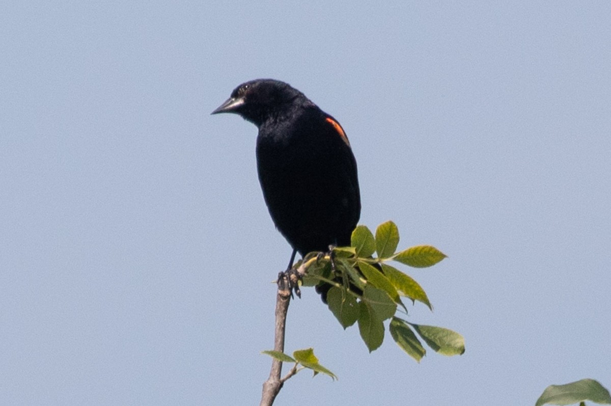 Red-winged Blackbird - Janis Grant