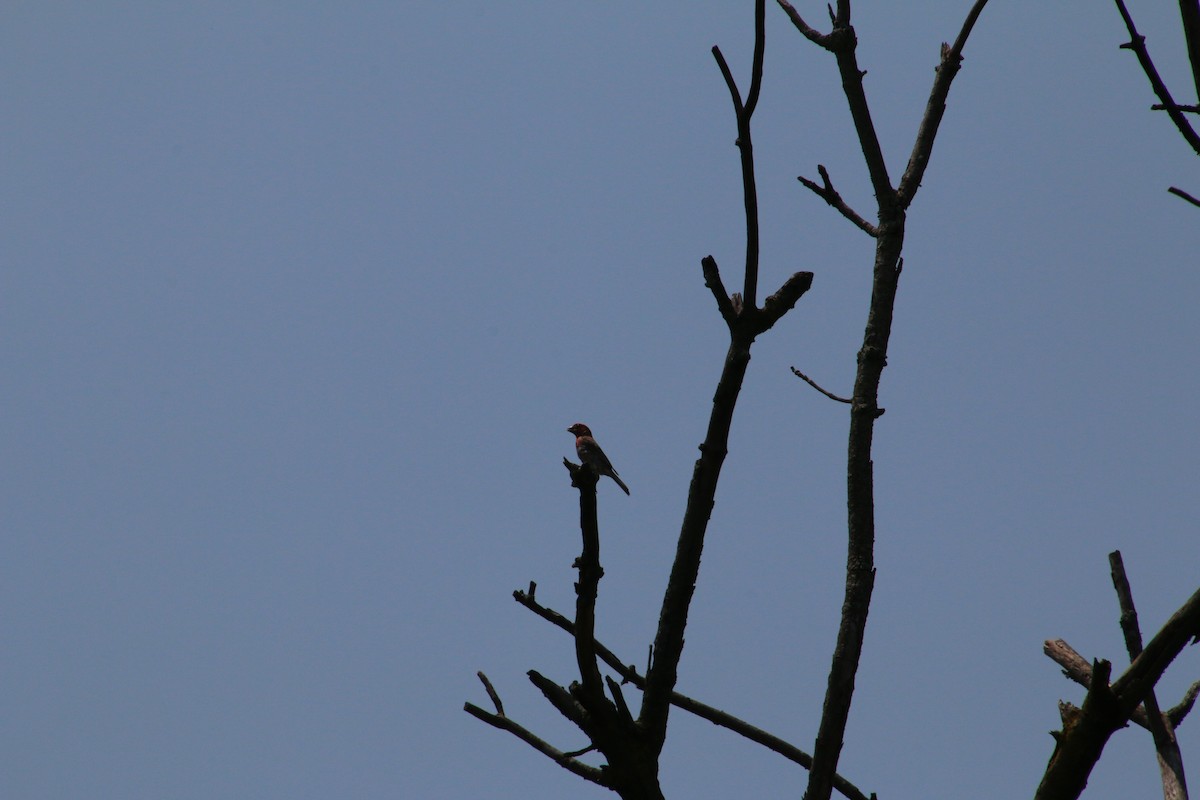 Orchard Oriole - ML622072890