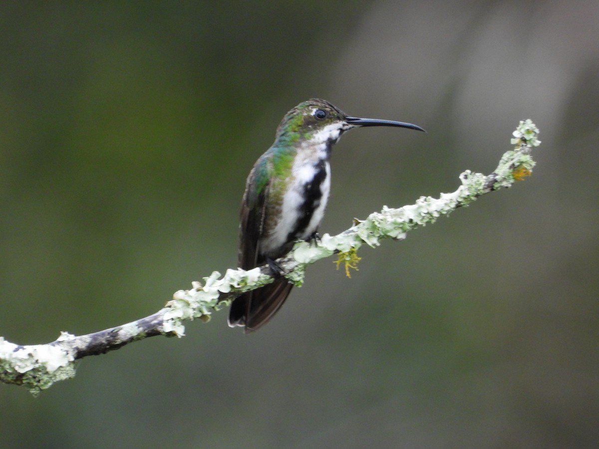 Black-throated Mango - ML622072891