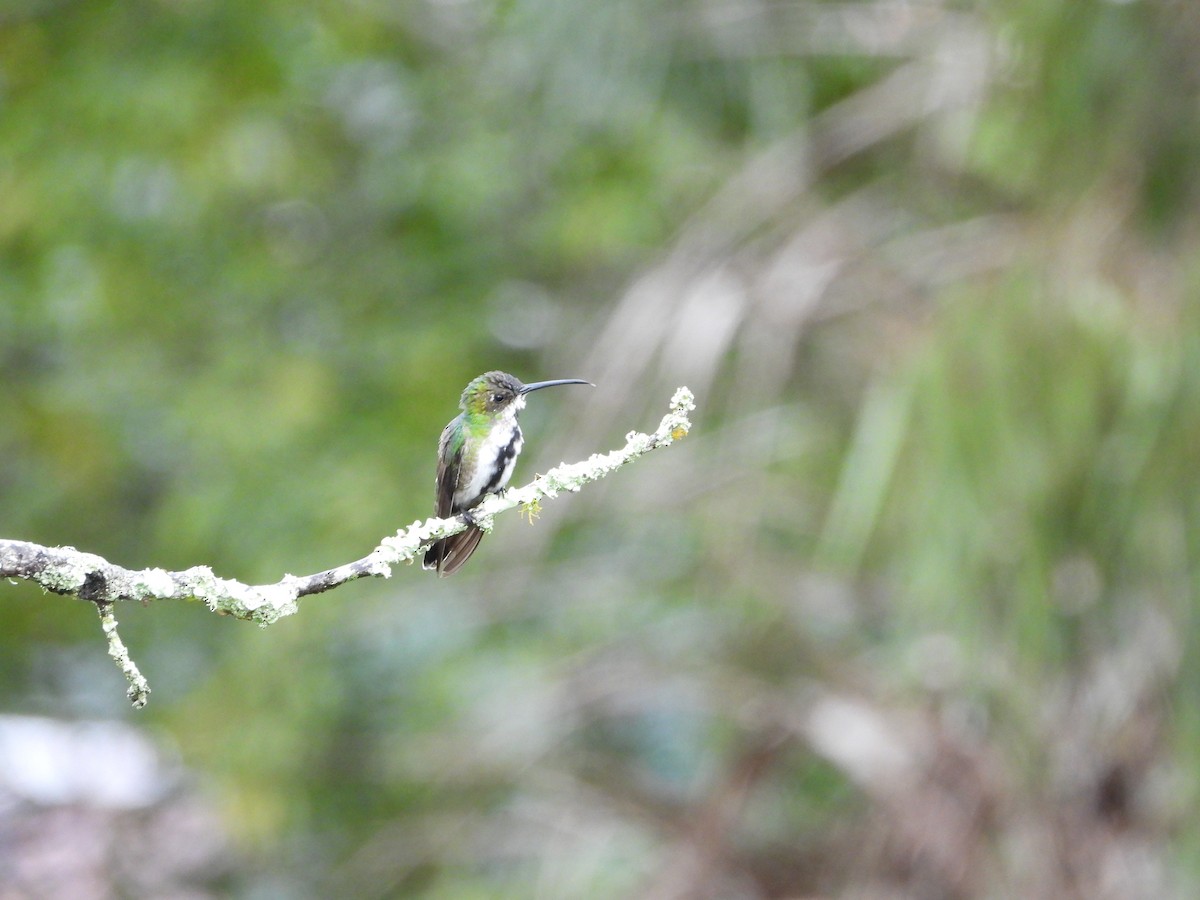 Black-throated Mango - ML622072892