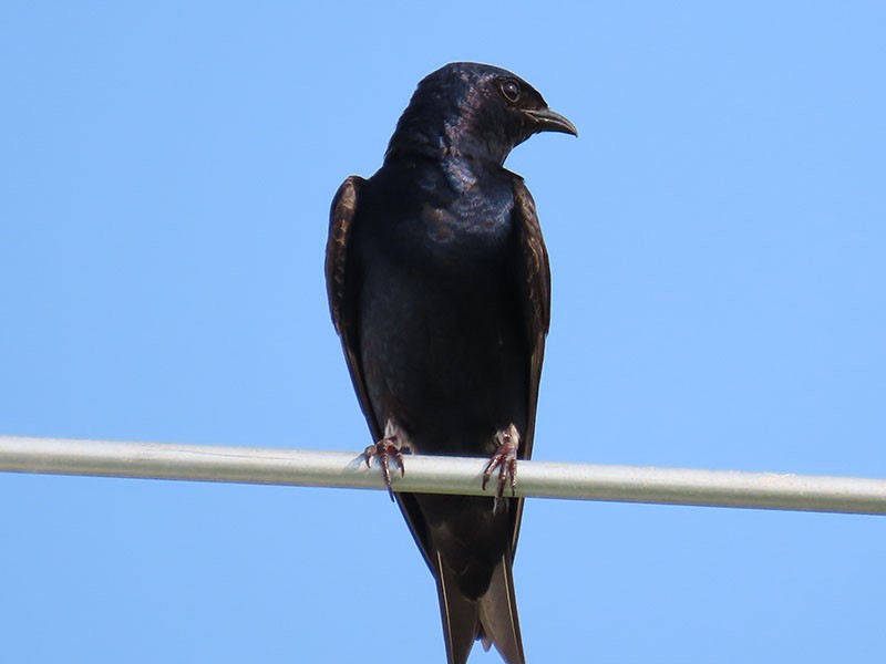 Purple Martin - ML622072893