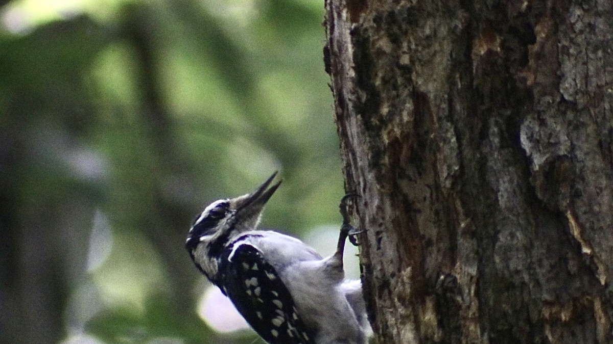 Hairy Woodpecker - ML622072896