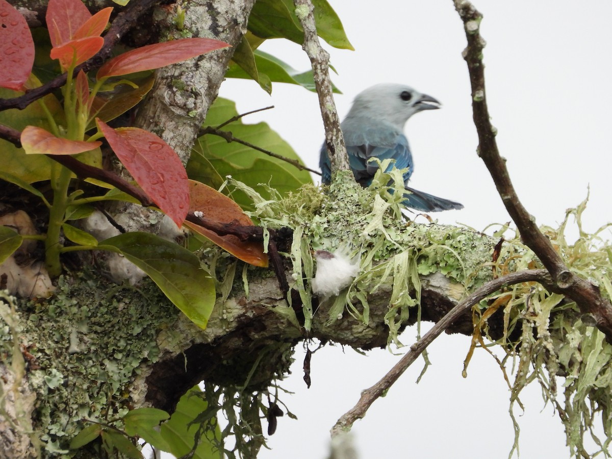 Blue-gray Tanager - ML622072897