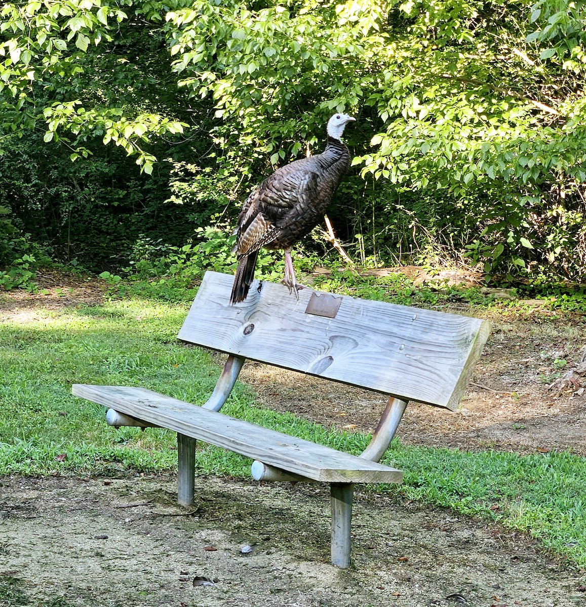 Wild Turkey - ML622072980