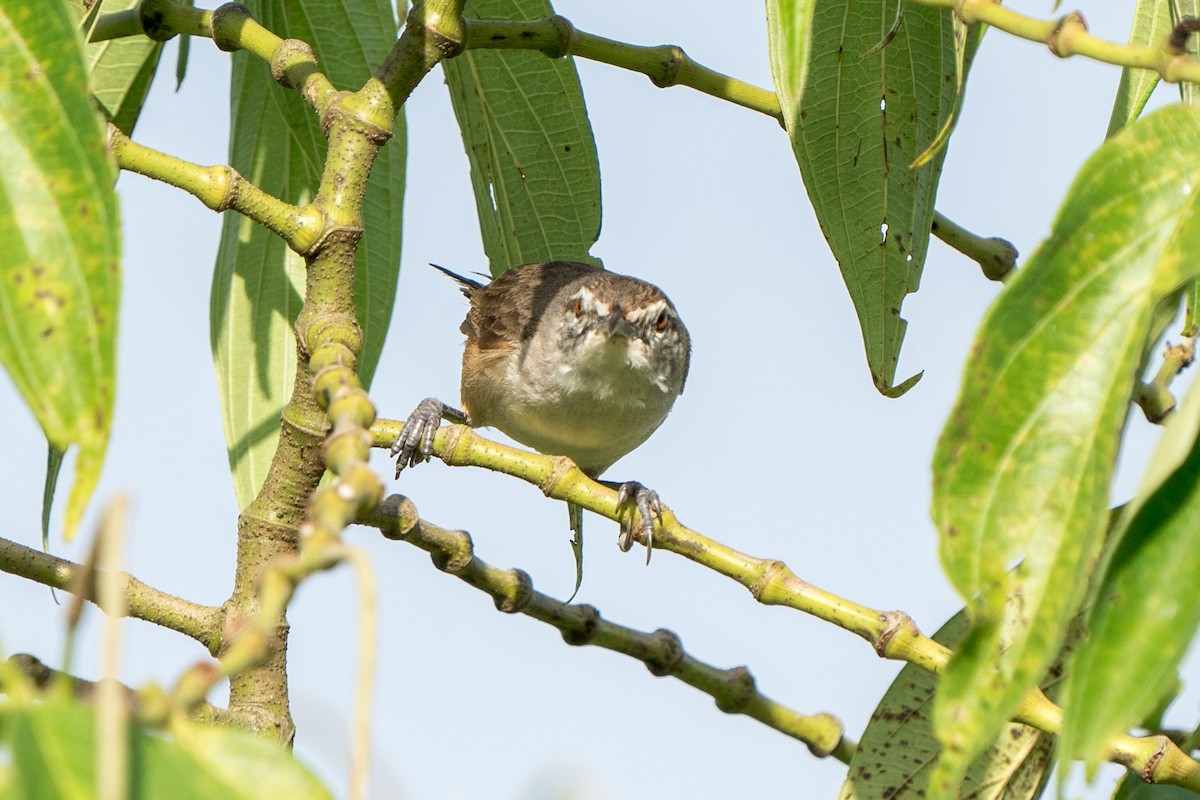 Isthmian Wren - Tyler Wenzel