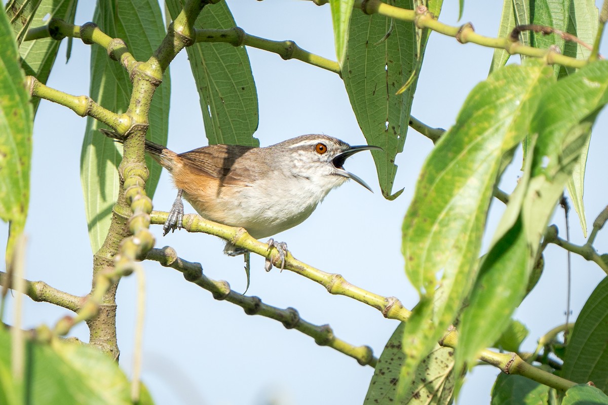 Isthmian Wren - Tyler Wenzel