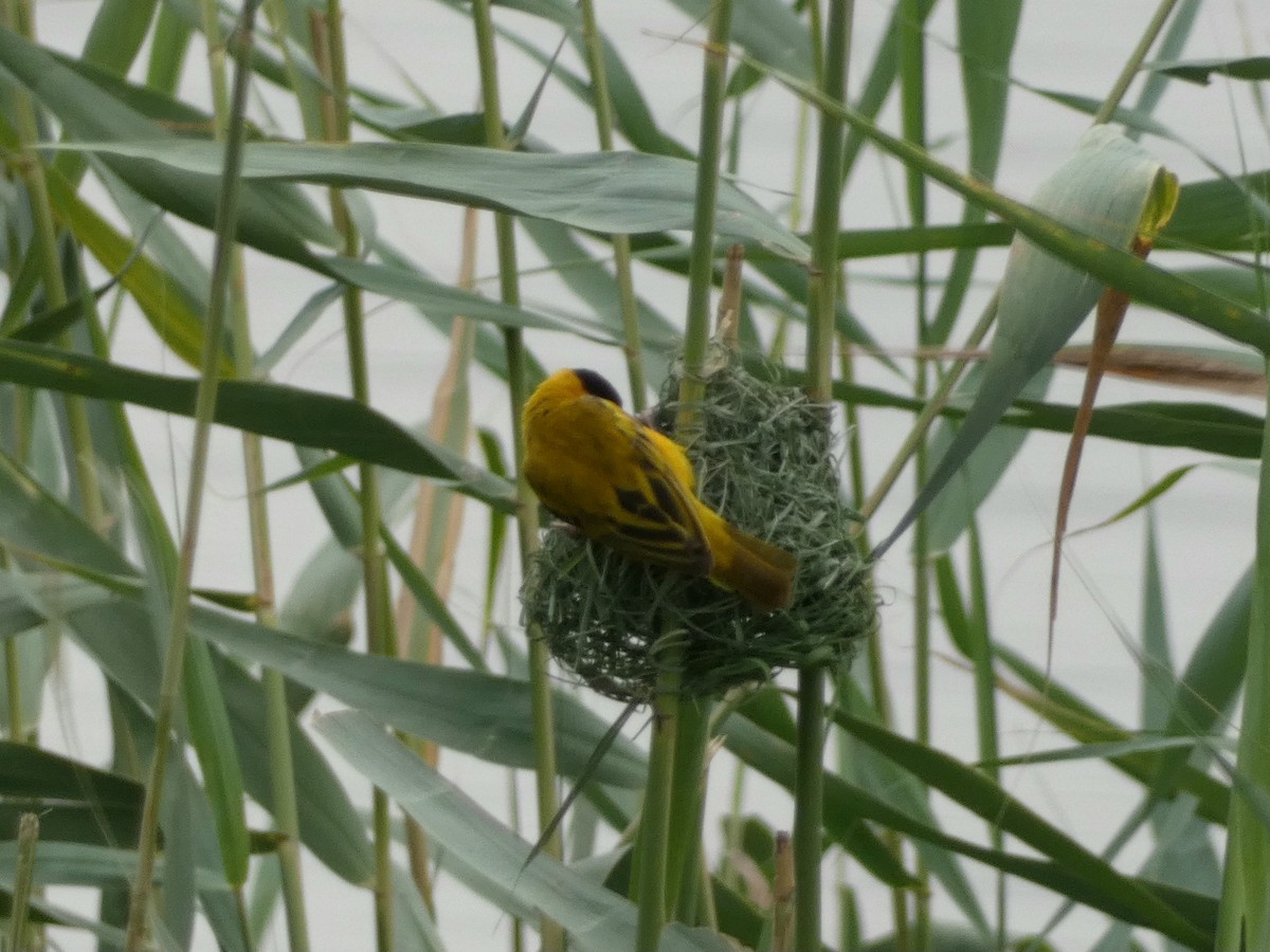 Black-headed Weaver - Peter Milinets-Raby