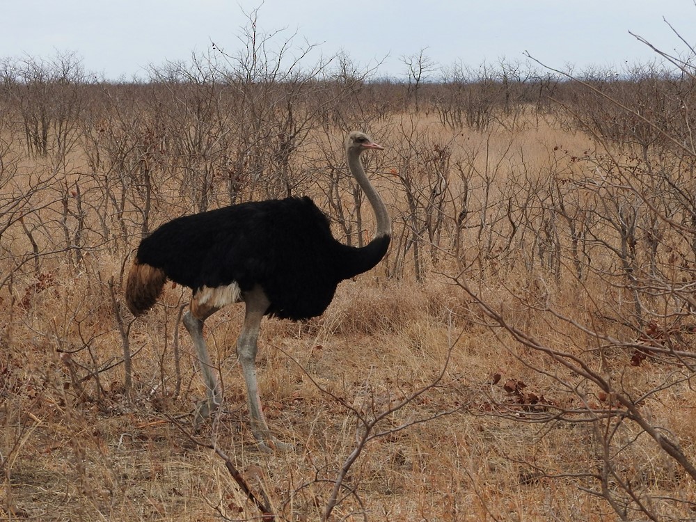 Common Ostrich - ML622073019