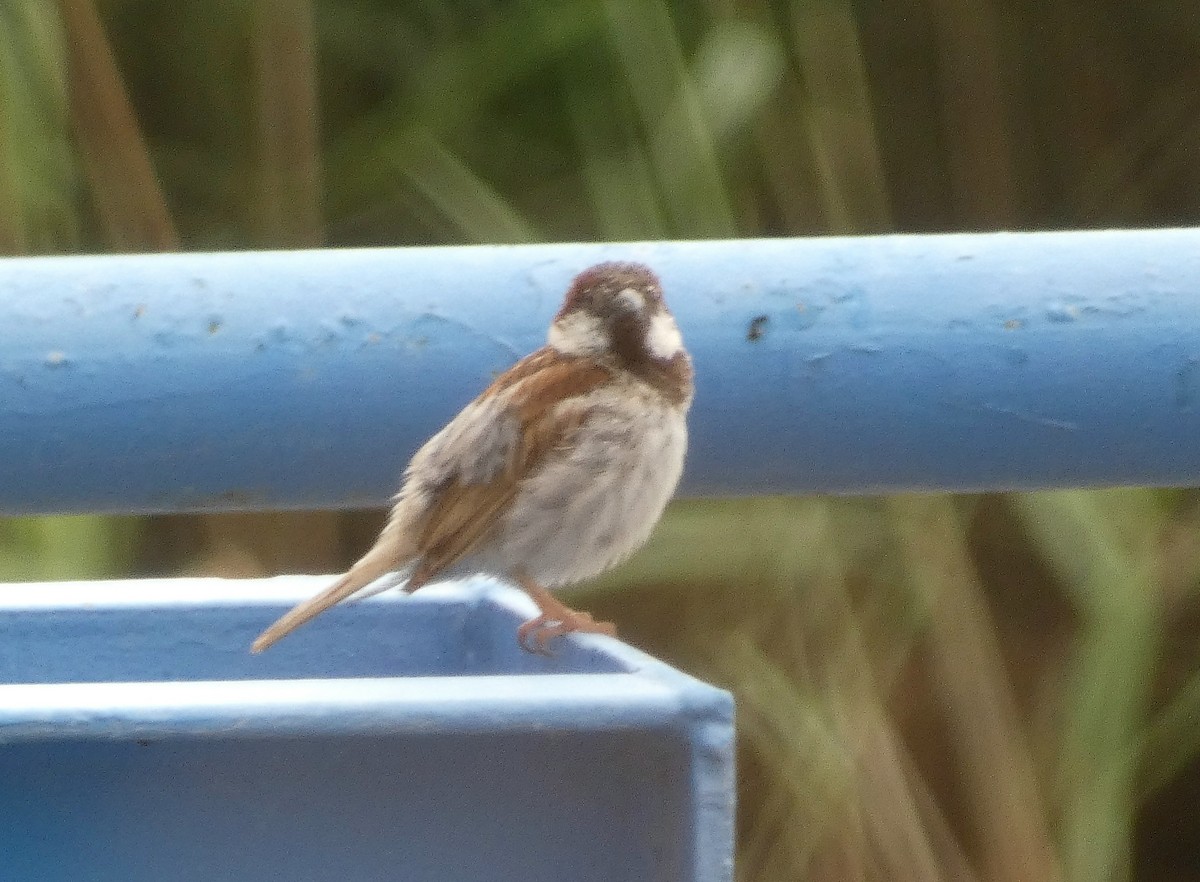 House Sparrow - ML622073025