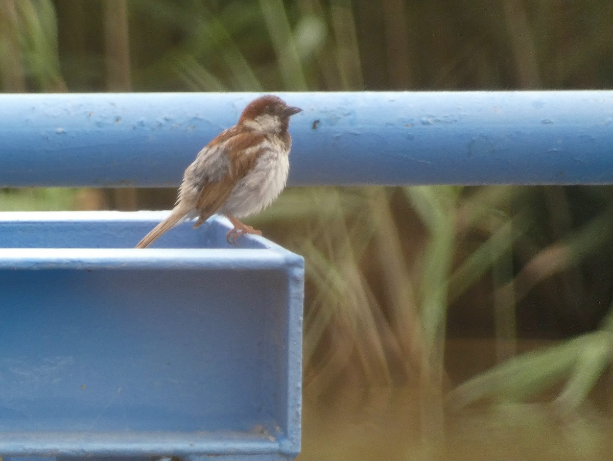 House Sparrow - ML622073026