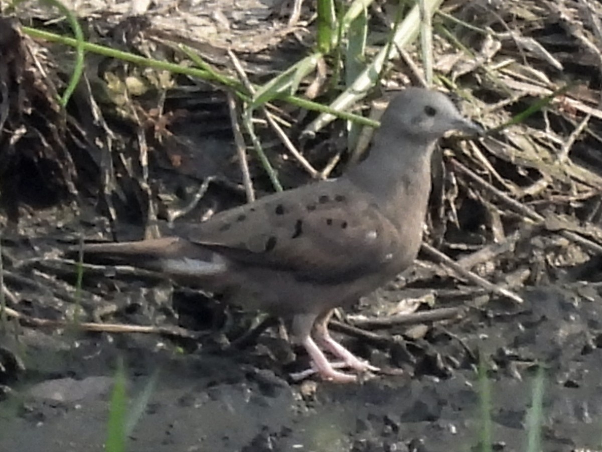 Plain-breasted Ground Dove - ML622073043