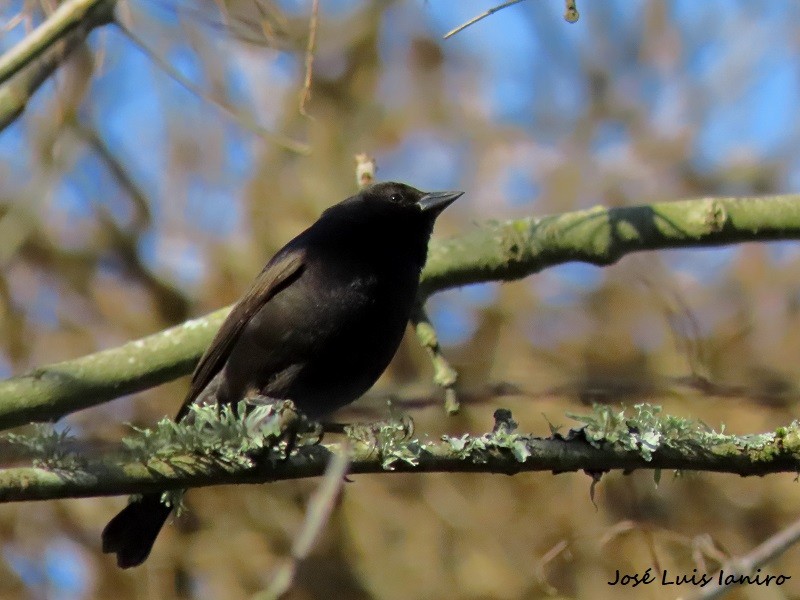 Screaming Cowbird - José Luis Ianiro