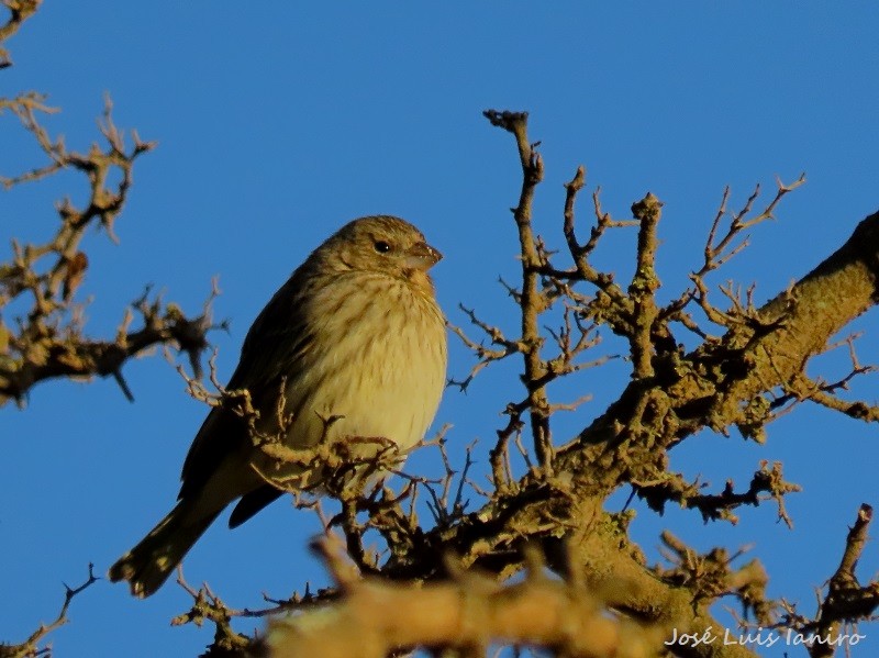 Saffron Finch - ML622073052