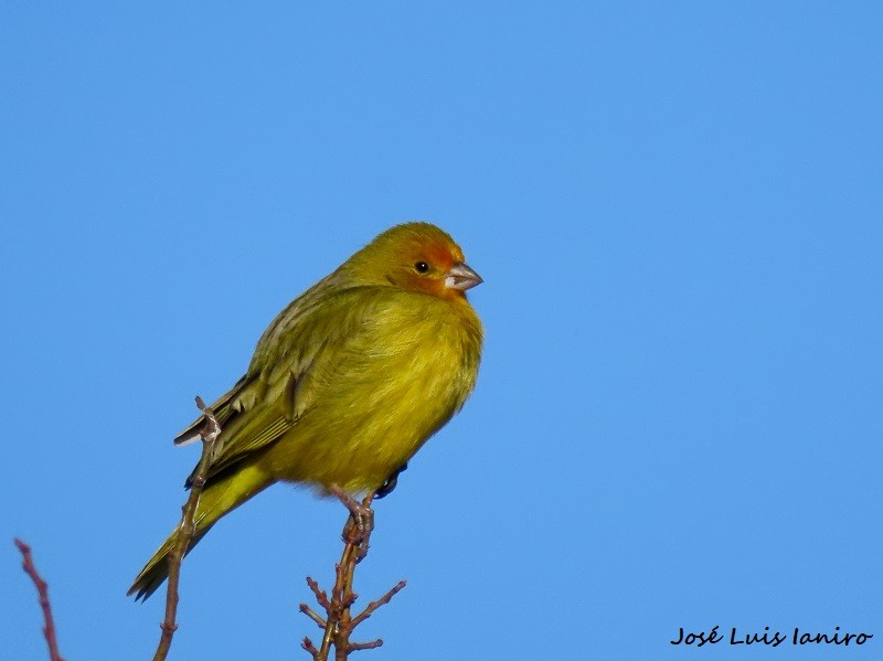 Saffron Finch - ML622073053