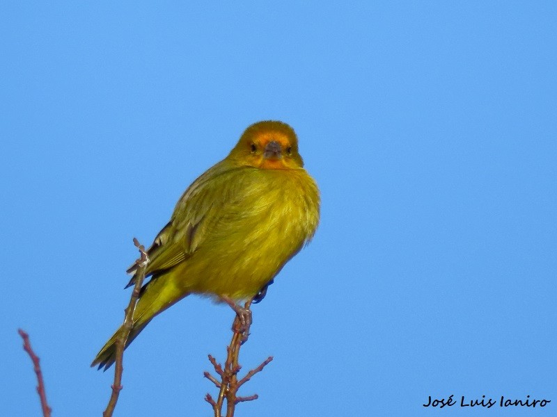 Saffron Finch - ML622073055