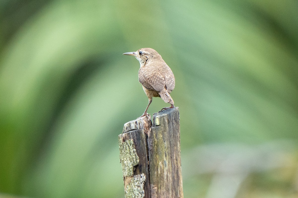 House Wren - ML622073160