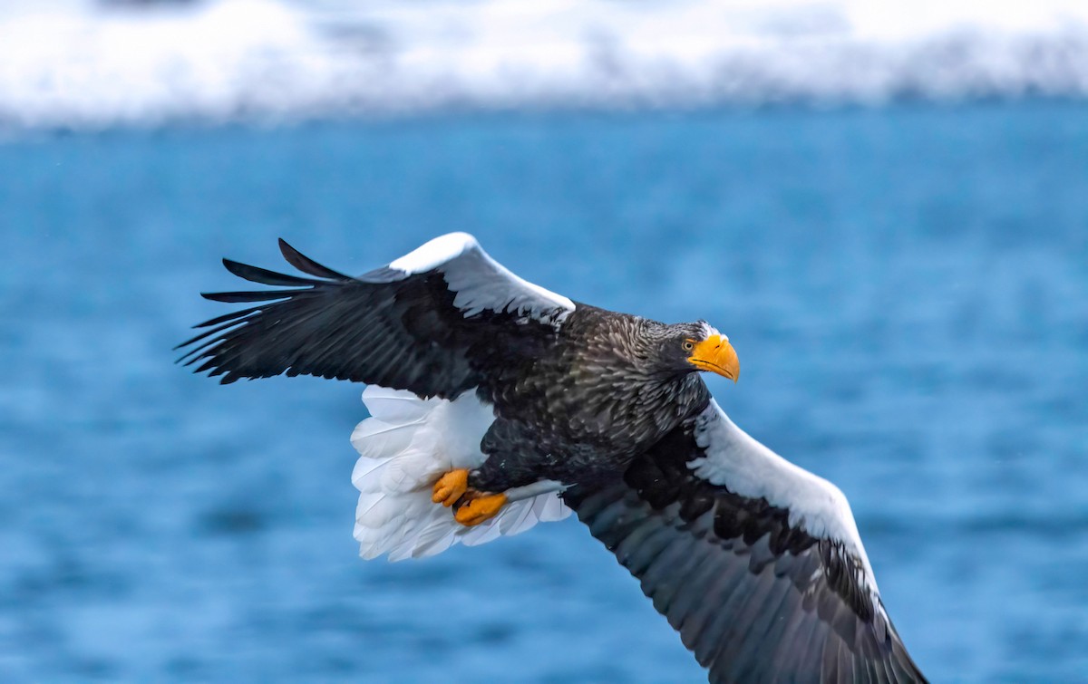 Steller's Sea-Eagle - ML622073178