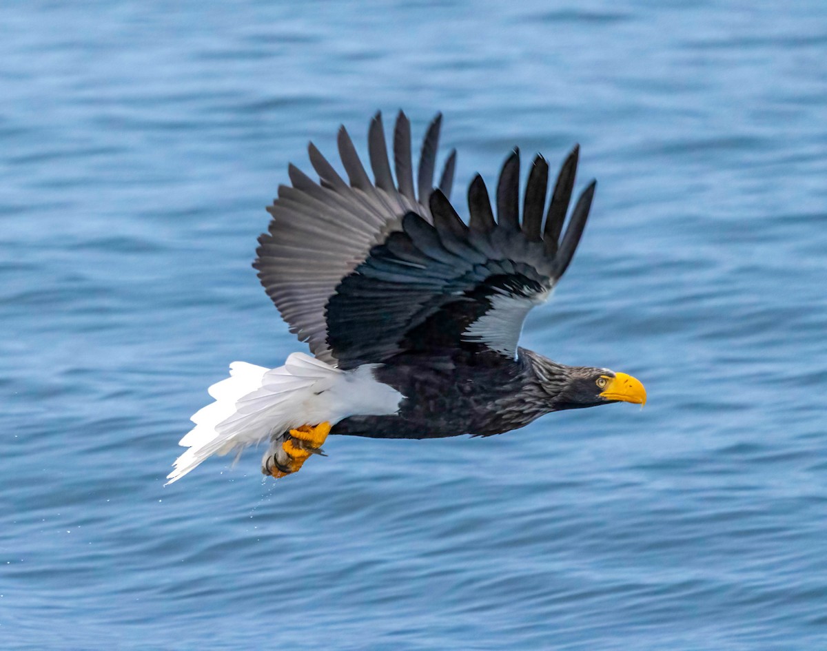 Steller's Sea-Eagle - ML622073179