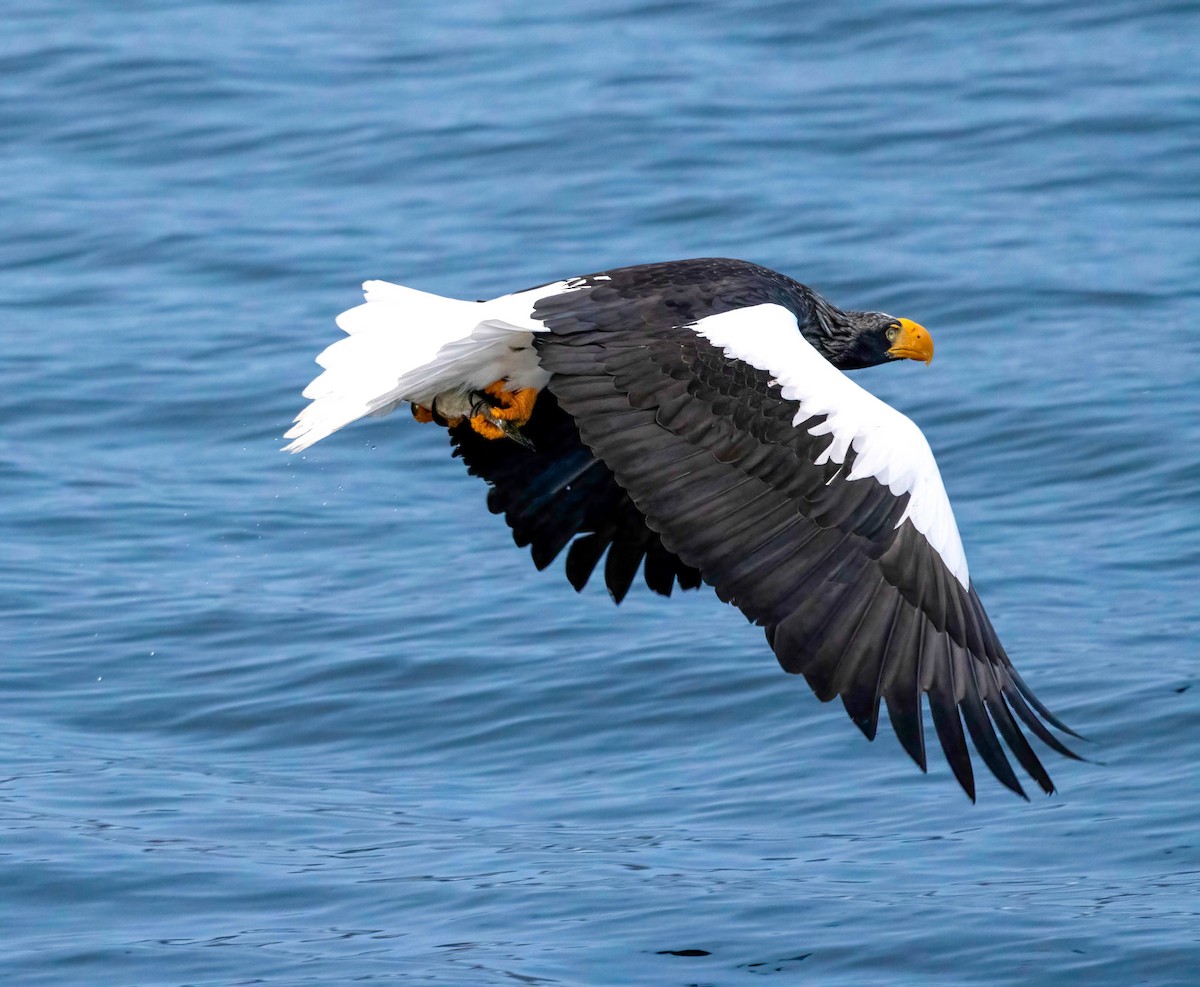 Steller's Sea-Eagle - ML622073180