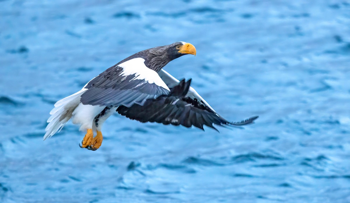 Steller's Sea-Eagle - ML622073182