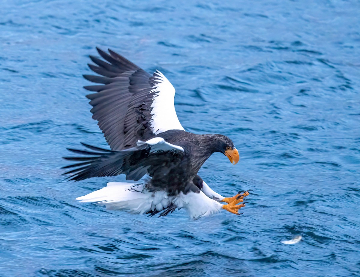 Steller's Sea-Eagle - ML622073183