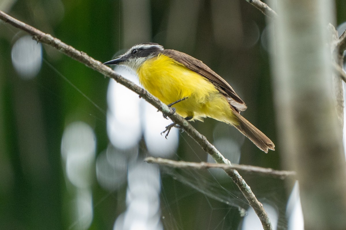 Lesser Kiskadee - ML622073187