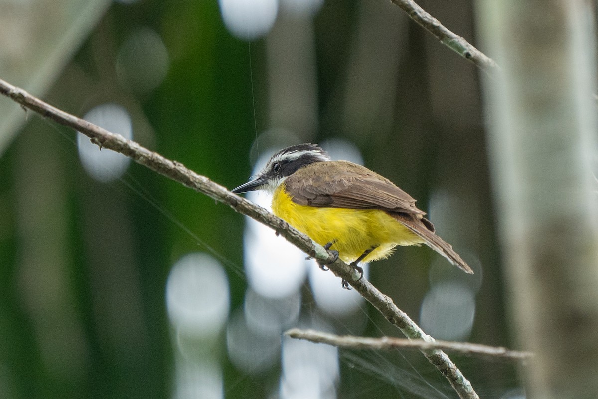 Lesser Kiskadee - ML622073190