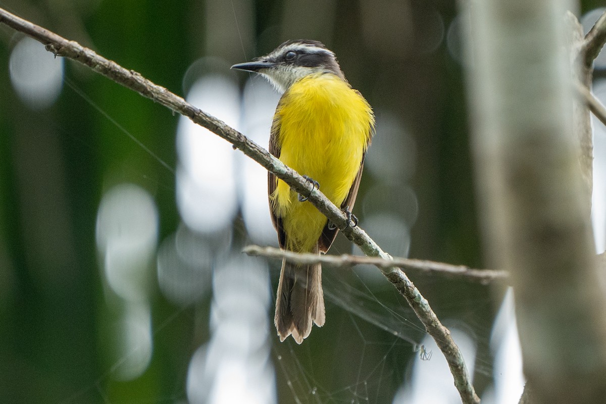 Lesser Kiskadee - ML622073192