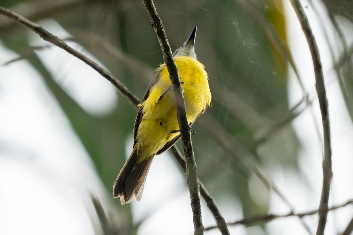 Lesser Kiskadee - ML622073195